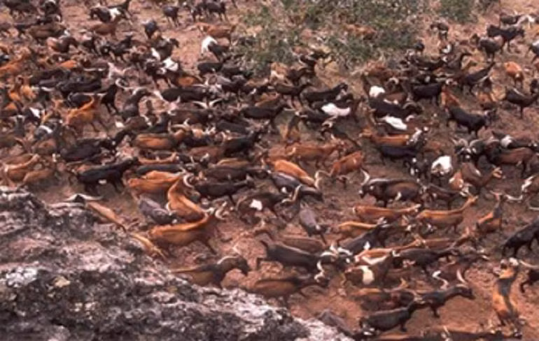 Không chỉ tàn phá hệ thực vật nơi đây, số lượng xác chết dê quá nhiều còn ảnh hưởng nghiêm trọng tới vệ sinh môi trường của quần đảo.