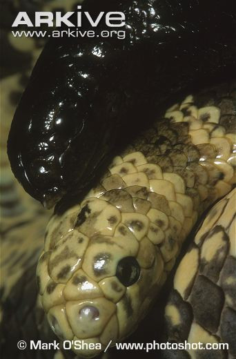 Một cặp rắn biển đầu rùa trong mùa giao phối.