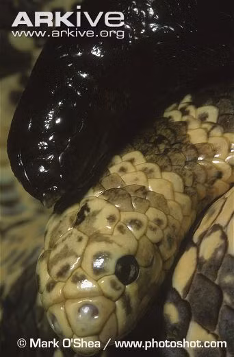 Một cặp rắn biển đầu rùa trong mùa giao phối.