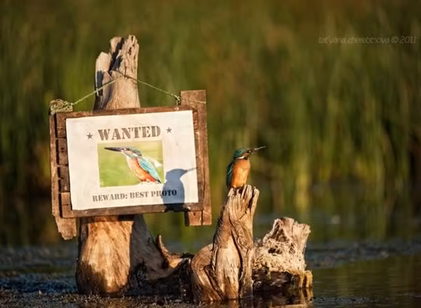 Bình thản đậu ngay trước tấm biển truy nã có hình của mình.