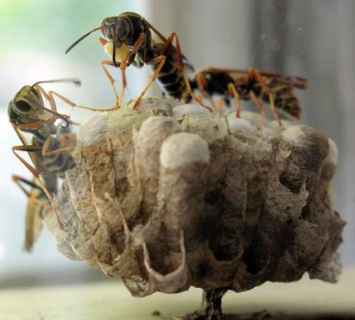 Theo ước tính, khoảng 1500 vết đốt của ong vàng đủ sức giết chết một nam thanh niên khỏe mạnh.