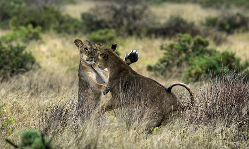 Trong lúc nhảy múa, có con còn khoe móng vuốt ra ngoài.
