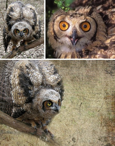 Nhằm tránh con mắt soi mói của đại bàng, cú sừng thường xù lông, xù cánh khiến kích thước của mình trở nên to đáng kể, làm nản lòng kẻ đi săn.