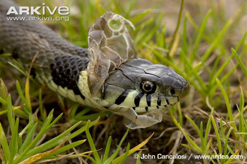 Rắn lột xác từ trên đầu xuống.