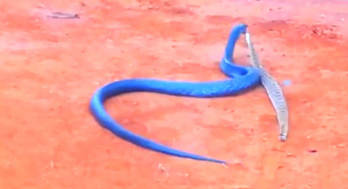 Con rắn xanh này có chiều dài 3m, gần như gấp đôi rắn đuôi chuông.