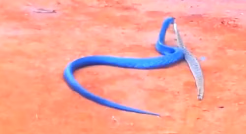 Con rắn xanh này có chiều dài 3m, gần như gấp đôi rắn đuôi chuông.