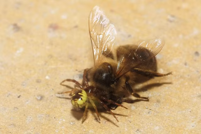 Tuy nhỏ hơn đối thủ rất nhiều nhưng chú nhện đã cắm răng nanh vào đầu con ong và đang từ từ hạ gục đối thủ.