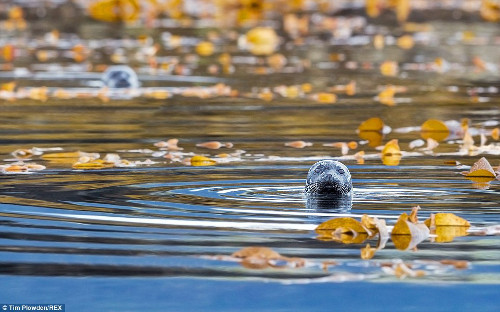 Chú hải cẩu nhô đầu lên mặt nước.