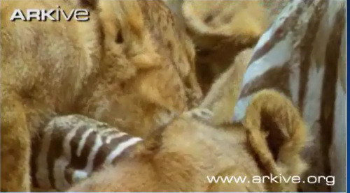 Thế là cả đàn được một bữa no nê.