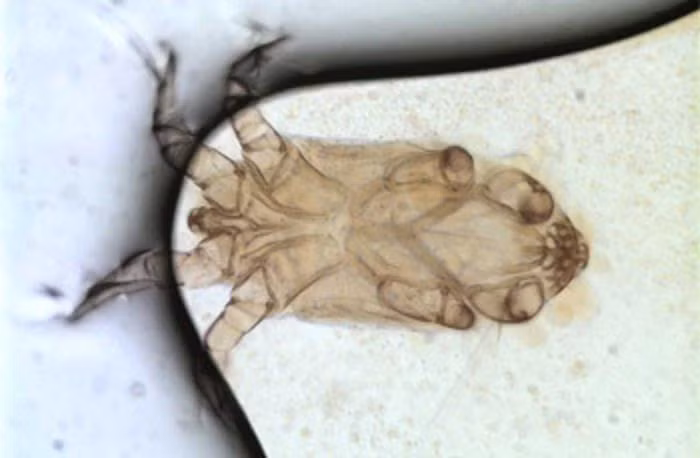 Để đối lấy nguồn thức ăn dồi dào, phong phú, ve có trách nhiệm trong coi, bảo vệ tổ và những ấu trùng ong.