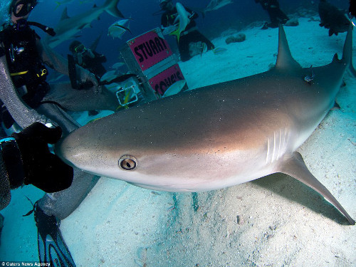 Nhưng anh vẫn không sợ, còn nhẹ nhàng sờ vào mũi cá mập.