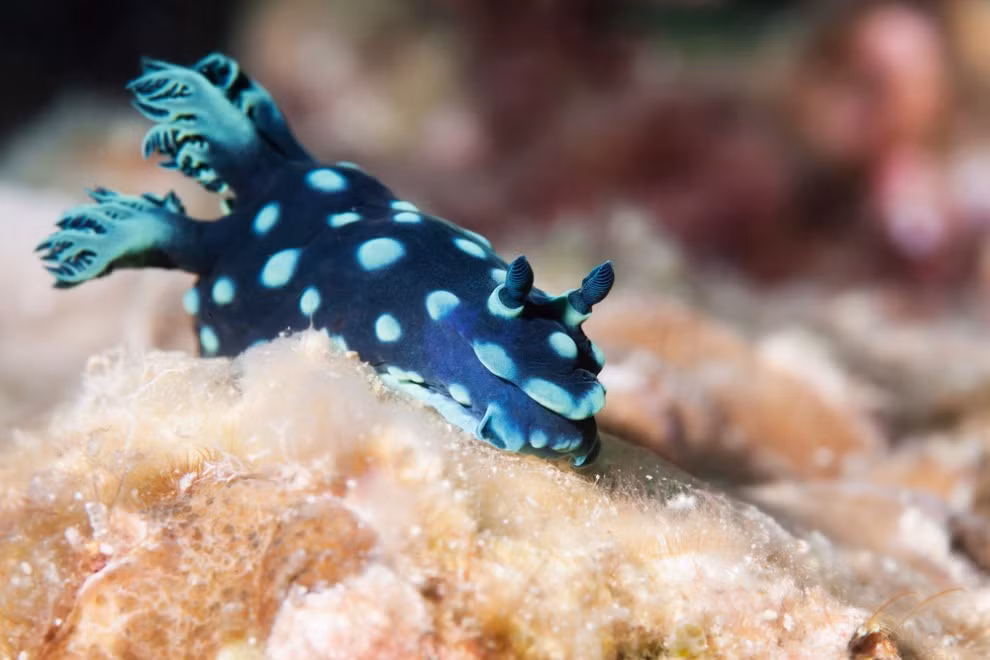 Sự đa dạng của các loài trong nhánh Nudibranchia khiến nhiều người kinh ngạc, đặc biệt là về màu sắc và hình dạng của những “người đẹp” này.