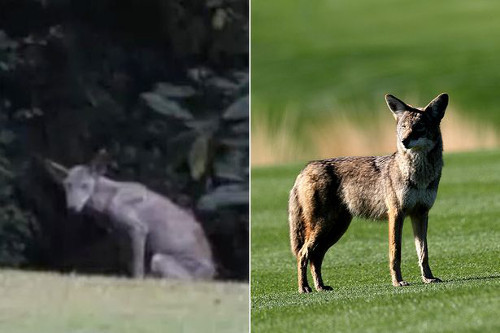 4. Quái thú Chupacabra: Câu chuyện bắt đầu vào tháng 3/1995 ở Puerto Rico. 8 con cừu được phát hiện chết vì những vết thương sâu nơi vùng cổ và hoàn toàn cạn kiệt máu. Một người phụ nữ cho biết đã nhìn thấy một sinh vật lạ ở thành phố Canovanas của Puerto Rico.