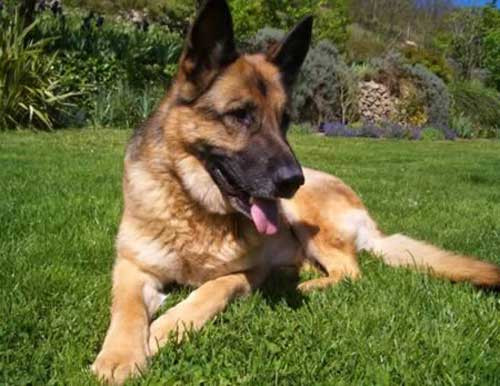 Một phụ nữ Pháp 63 tuổi có ý định kết thúc cuộc đời của mình bằng cách bắn súng vào ngực. Tưởng như mọi chuyện đã kết thúc thì bất ngờ chú chó trung thành đã nhảy lên làm rơi súng. Người phụ nữ bị một vết thương ở ngực nhưng không nghiêm trọng và nhanh chóng phục hồi.