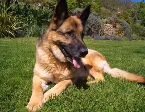 Một phụ nữ Pháp 63 tuổi có ý định kết thúc cuộc đời của mình bằng cách bắn súng vào ngực. Tưởng như mọi chuyện đã kết thúc thì bất ngờ chú chó trung thành đã nhảy lên làm rơi súng. Người phụ nữ bị một vết thương ở ngực nhưng không nghiêm trọng và nhanh chóng phục hồi.