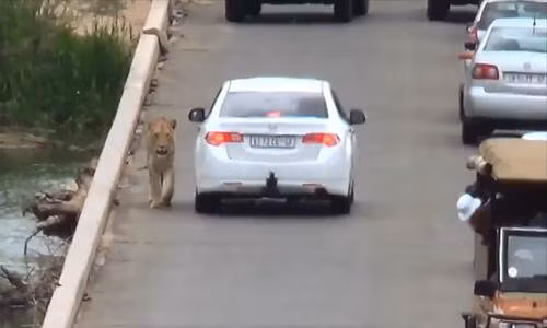 Chú sư tử thản nhiên bách bộ trên cầu.