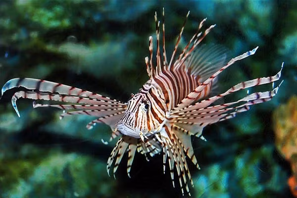 Chúng xinh đẹp, to lớn hơn các loài cá san hô bản địa và luôn tìm cách chiếm đoạt các rạn san hô của những cư dân bản địa.