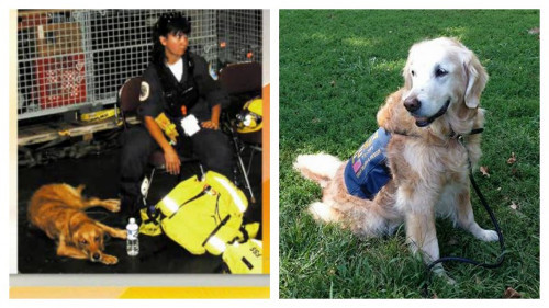 Chú chó Bretagne từ Texas, đã đến New York vào ngày 17/9/2001 và tham gia cứu hộ, tìm kiếm những nạn nhân còn sống sót trong 10 ngày.