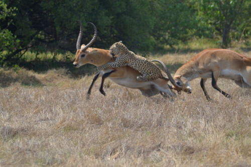 Con báo vẫn cố gắng quắp vào cổ.