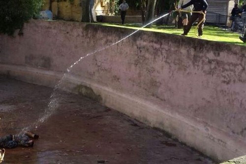 Sau đó cán bộ sở thú đã gọi nhân viên cứu hỏa, cảnh sát dùng bình chữa cháy, vòi phun nước để khống chế sư tử và cứu ông thoát khỏi miệng chúng. Nạn nhân hiện qua cơn nguy kịch và đang được điều trị tại bệnh viện de la Vall d'Hebron.