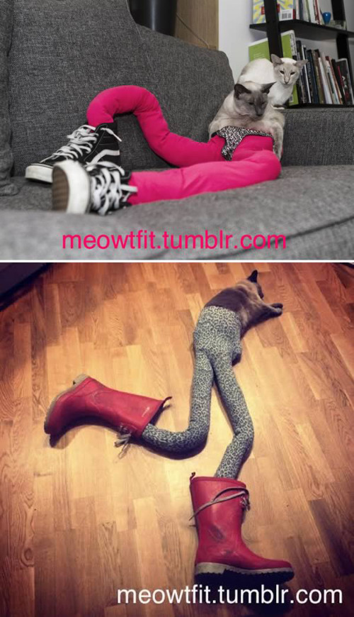 Chú mèo này còn thích mặc quần legging