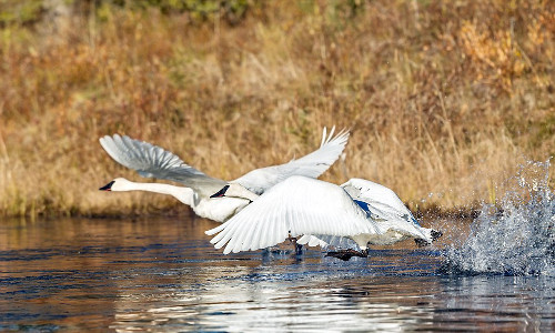 Cặp thiên nga đang cùng nhau cất cánh.