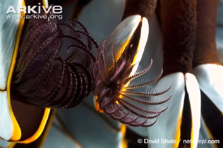 Khi kiếm thức ăn, hàu cổ ngỗng vươn những chiếc xúc tu của mình ra mọi phía không khác gì những chiếc râu của loài mực.