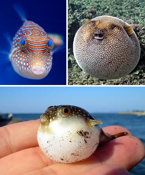 Để trốn tránh kẻ thù, cá nóc có cơ chế tự bảo vệ hết sức đặc biệt. Khi cảm thấy nguy hiểm, chúng sẽ tự thổi phồng cơ thể mảnh mai của mình thành một quả bóng gai đầy đe dọa.