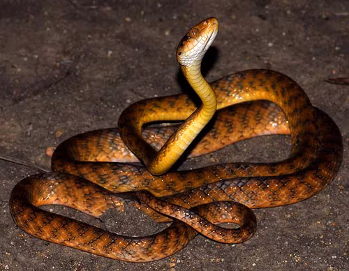 Theo nghiên cứu của Viện USGS về các loài xâm lấn, kể từ khi có mặt ở đây, rắn cây nâu đã ăn hết hơn một nửa các loài chim, thằn lằn bản địa của Guam và khiến 2/3 số loài dơi ở đây gần như tuyệt chủng.