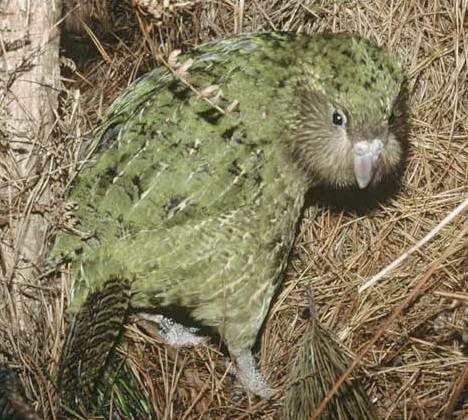 Cả thế giới chỉ còn lại 62 con vẹt đất Kakapo đang sinh sống. Đây được coi là loài chim kỳ quái nhất thế giới với thân hình đẫy đà, mập mạp, trọng lượng tới 8kg nhưng không bao giờ cất cánh được khỏi mặt đất.