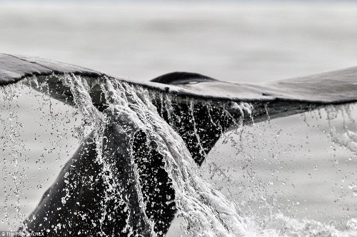 Chú cá voi lưng gù quẫy đuôi.