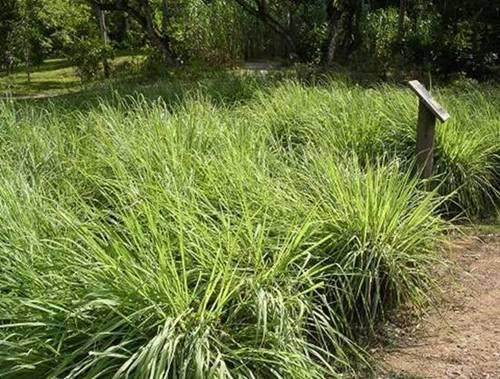 Cây sả. Sả được trồng khá phổ biến ở nông thôn, nhất là trong các vườn của gia đình.