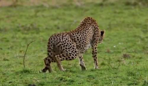 Báo mẹ lập tức đứng dậy...