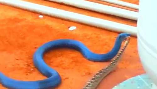 ...nhưng có vẻ không ổn nên lại quay đi.