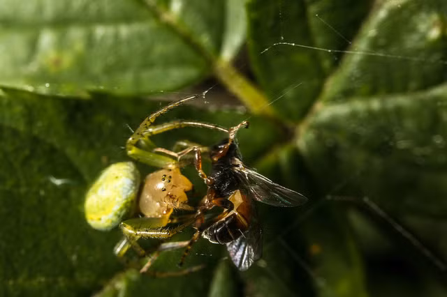 Không hiểu vì lý do gì, con ong này lại đâm thẳng vào lưới bắt mồi của nhện xanh và kết thúc bằng việc phải từ bỏ mạng sống.
