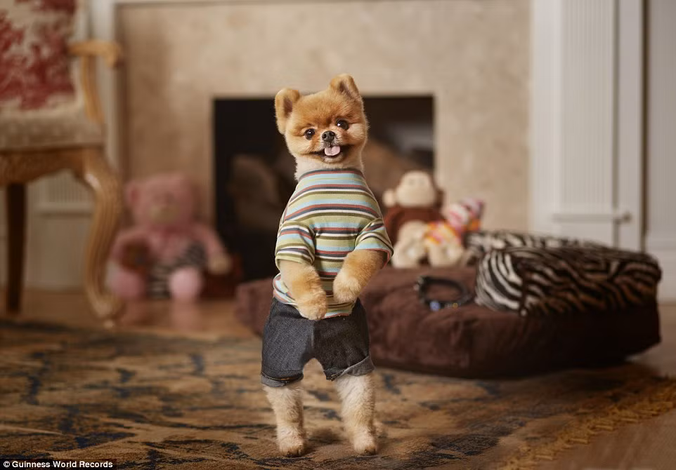 Xem thêm hình ảnh về chú chó siêu đáng yêu này.