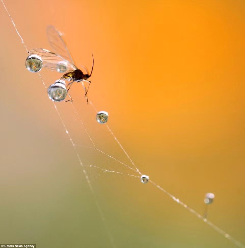 Con bọ này đang cõng những giọt nước như bao bọc bông hoa bên trong trên đôi cánh của nó.