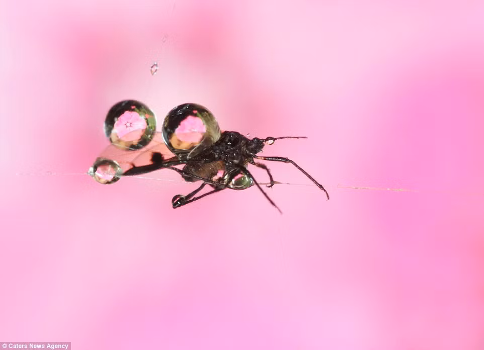 Hầu hết các bức ảnh đều thể hiện sự tinh tế của côn trùng.