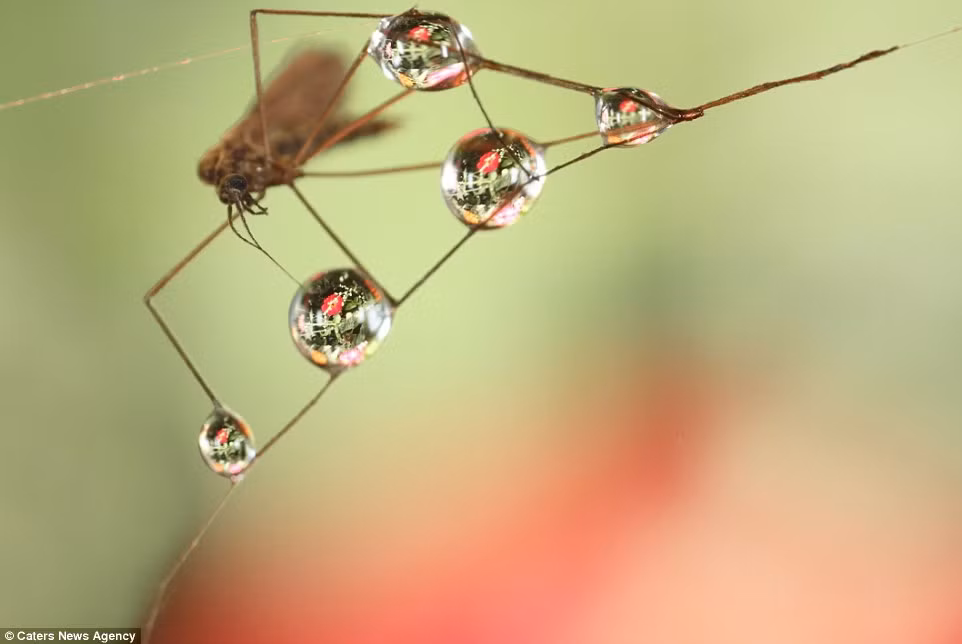 Ống kính được dùng rất khó điều khiển nên Kulik dường như phải nín thở khi chụp. Kết quả là những bức ảnh “đẹp từng centimet” này.