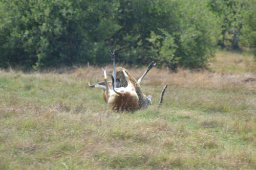 Có lúc, tưởng như báo đã thắng được linh dương.