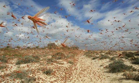 Theo dự báo, Bắc Mỹ không phải là lục địa duy nhất có sự thay đổi về nhiệt độ. Gradient nhiệt của Bắc bán cầu sẽ lạnh hơn về phía Bắc Cực và nóng dần lên về hướng xích đạo. Điều đó đồng nghĩa với việc các loại sâu bọ, muỗi, vi khuẩn và bệnh tật cũng sẽ di chuyển lên phía bắc. (Ảnh minh họa. nguồn: Internet)