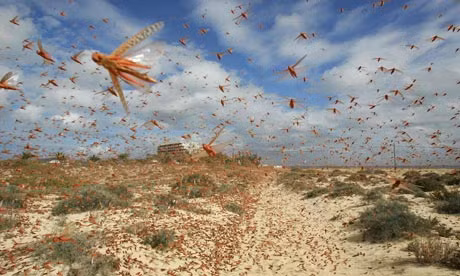 Theo dự báo, Bắc Mỹ không phải là lục địa duy nhất có sự thay đổi về nhiệt độ. Gradient nhiệt của Bắc bán cầu sẽ lạnh hơn về phía Bắc Cực và nóng dần lên về hướng xích đạo. Điều đó đồng nghĩa với việc các loại sâu bọ, muỗi, vi khuẩn và bệnh tật cũng sẽ di chuyển lên phía bắc. (Ảnh minh họa. nguồn: Internet)