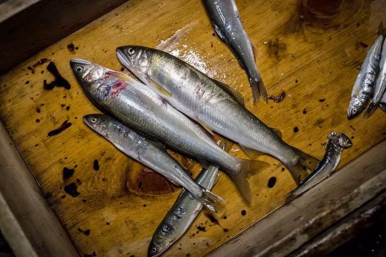 Và đây là chiến lợi phẩm mà những con chim cốc khéo léo mang về cho ngư dân Nhật Bản.