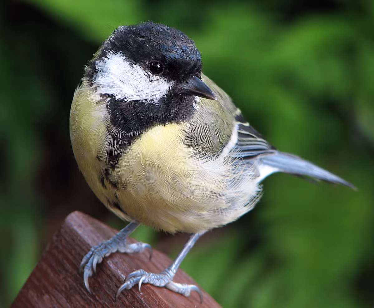 Đừng để diện mạo nhỏ nhắn, dễ thương này đánh lừa bạn. Loài chim bạc má lớn này còn được gọi là "chim Zoombie" bởi sự thèm khát vô độ đối với bộ não của con mồi.
