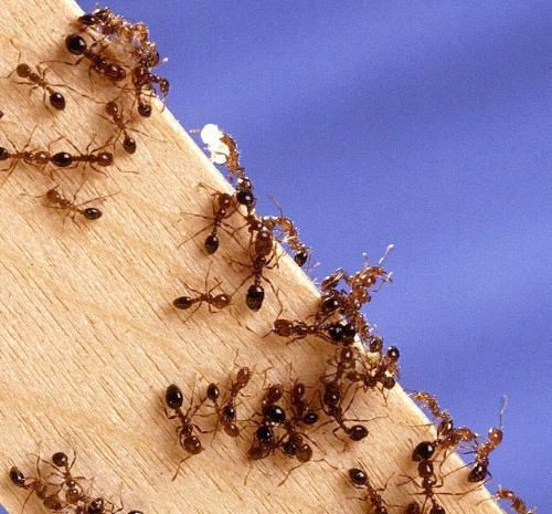 Một vết đốt nhỏ của kiến lửa cũng khiến người bị đốt cảm thấy ngứa rát và sưng tấy.