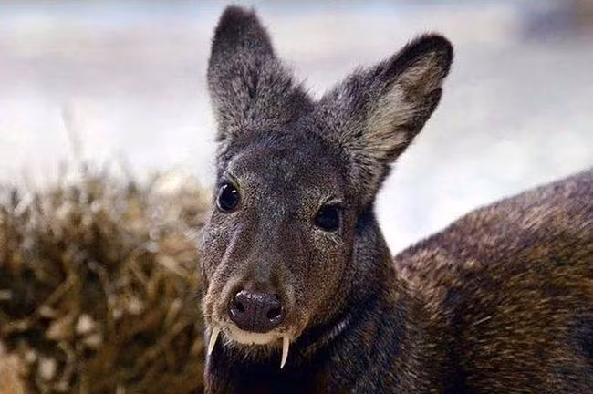 Đây là một loài hươu mới được phát hiện, và được đặt tên là "hươu ma cà rồng" vì cặp răng nanh rất dài, lộ ra ngoài hàm của chúng. Chúng được phát hiện tại Afghanistan và theo như các nhà nghiên cứu thì số lượng loài hươu này hiện nay còn lại rất ít.