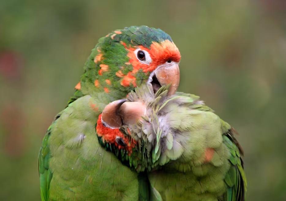 Hai chú vẹt xanh âu yếm nhau đầy tình tứ.