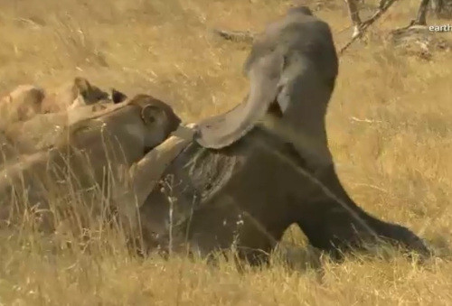 Chú voi con cố gắng giãy dụa.