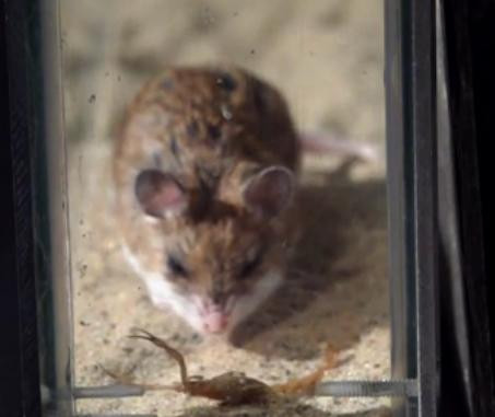 Quan sát một chút trước khi quyết định tấn công.