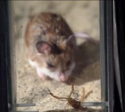 Trái với bản tính nhanh nhẹn, con chuột này chậm rãi tiến tới con mồi.